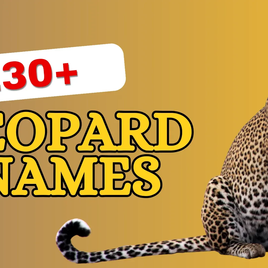 Leopard Names Name Cute Leopard Assiniboine Park Zoo's Snow Leopard Cubs Get Names,