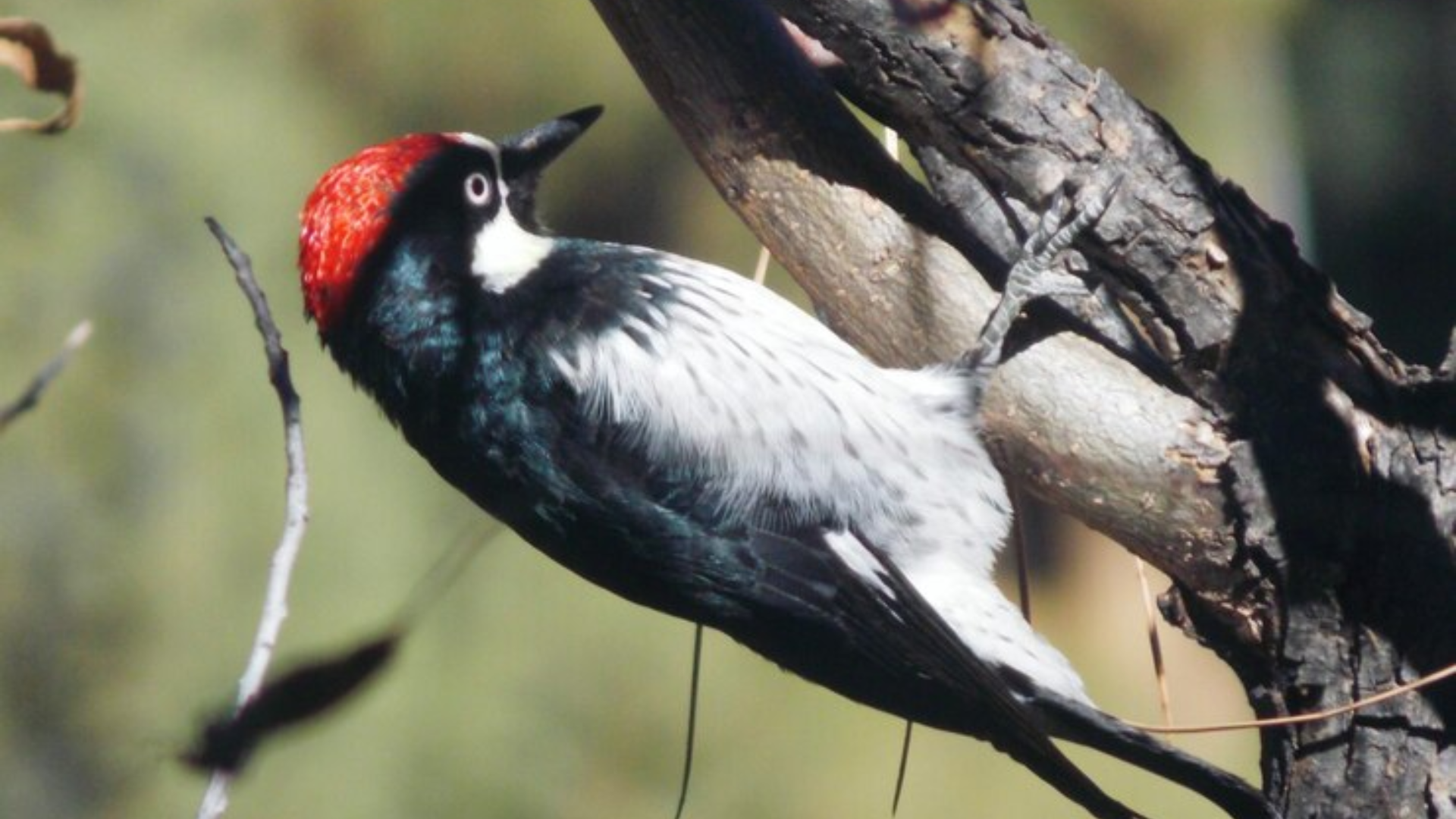 300+ Woodpecker Names with Meanings